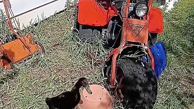 Duck asmr